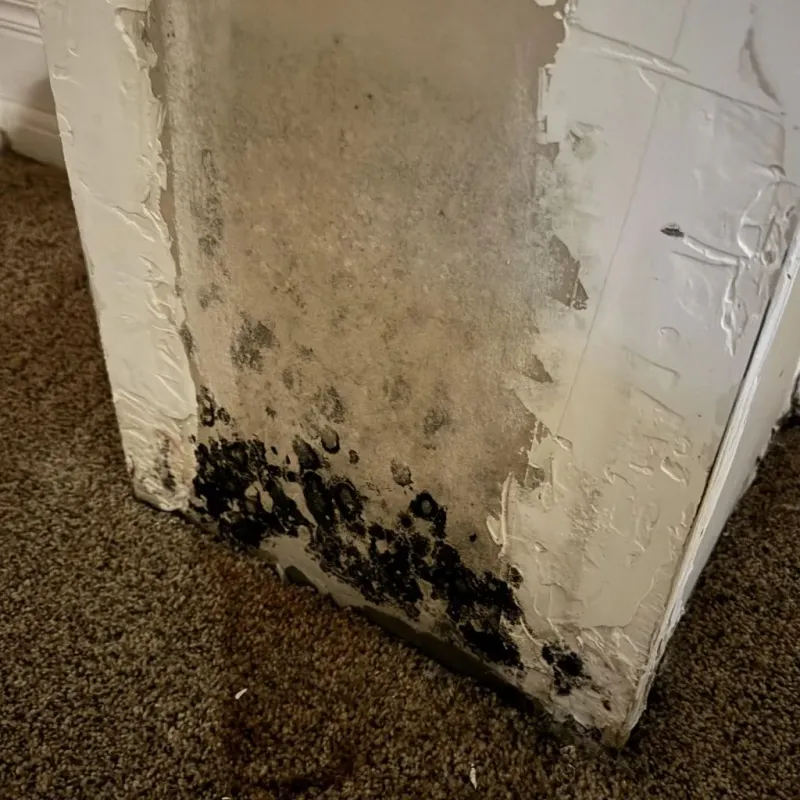 Professional Mold Removal in Fernway, PA